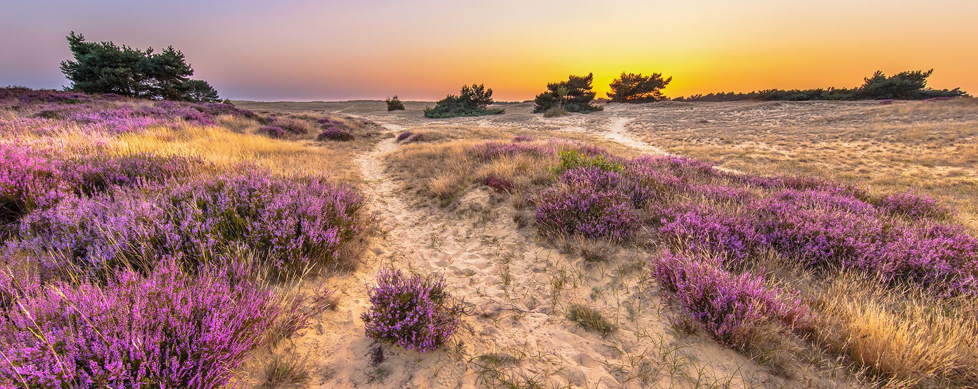 Beyond the Canals: Explore the Netherlands outside of Amsterdam